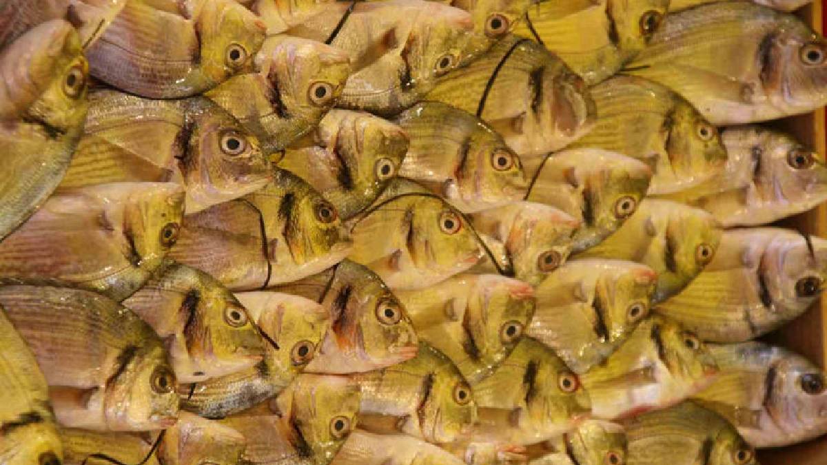 Türkiye’nin en sağlıklı protein kaynağı! Su Ürünleri Derneği açıkladı: Organik üretim yükselişte