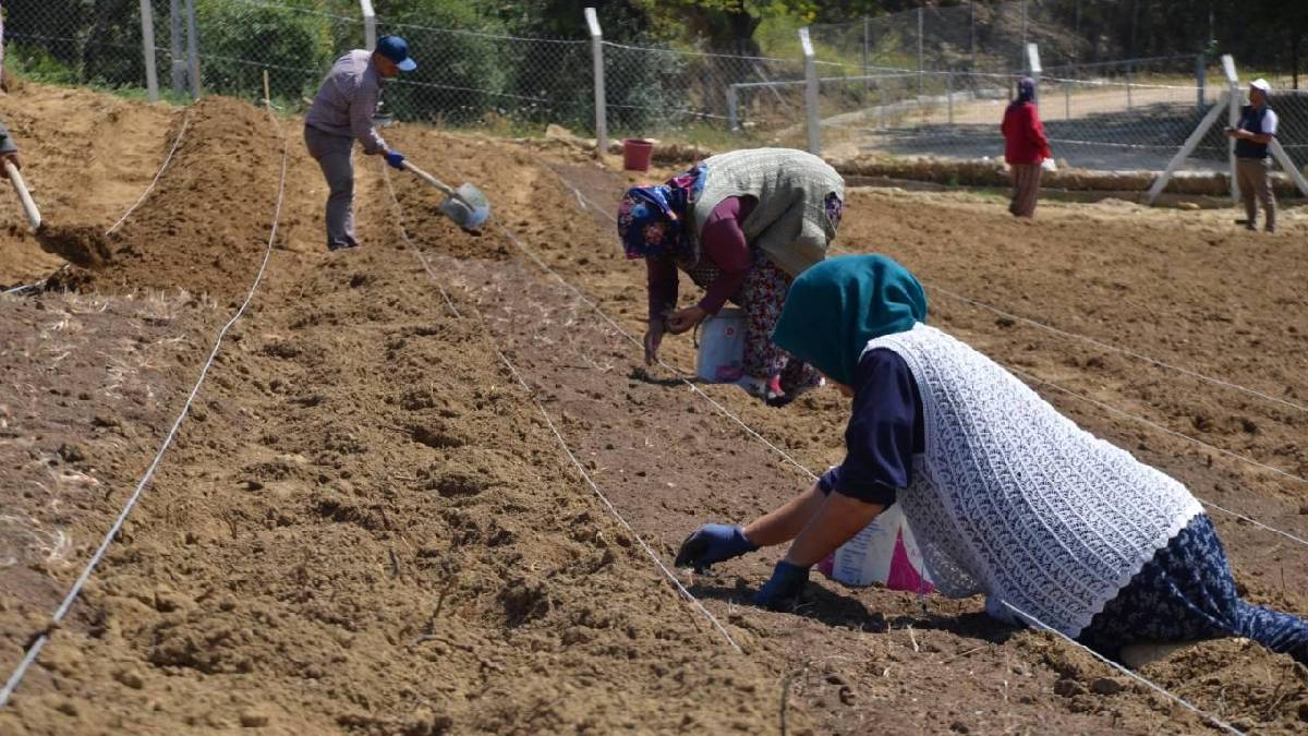 Dünyanın en pahalısı! Toprakla buluştu, hasat için geri sayım başladı: Kilosu 450.000 TL’ye satılıyor