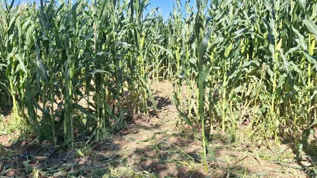 Elazığ'da çiftçinin bir yıllık emeği bir gecede yok oldu! Domuz sürüsü 30 dönümlük mısır tarlasını talan etti
