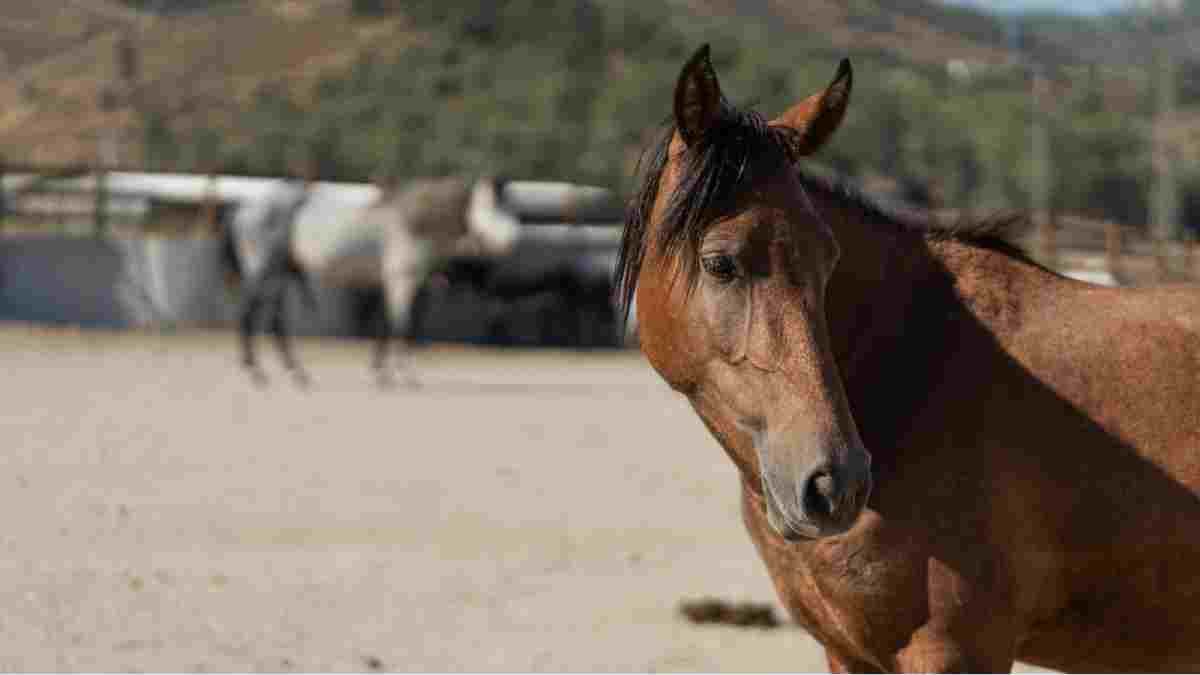 Pako’da bakılan binek hayvanlar sahiplendiriliyor