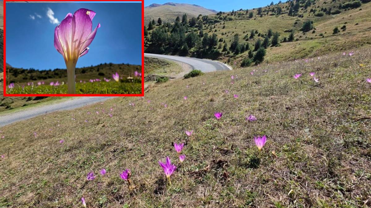 Kışın müjdecisi kendini gösterdi: Yaylalar onunla doldu taştı!