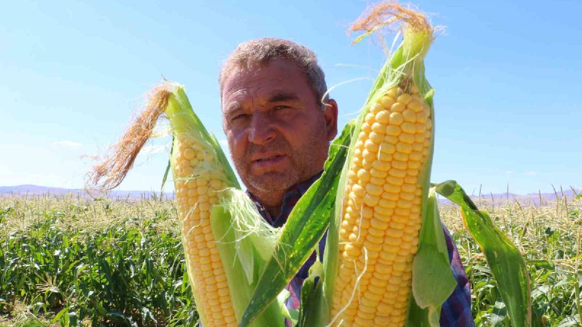 En güzeli Ankara’da yetişiyor! Gıdada da hayvancılıkta da kullanılıyor:  Bu yıl kuraklığın etkisi hissediliyor