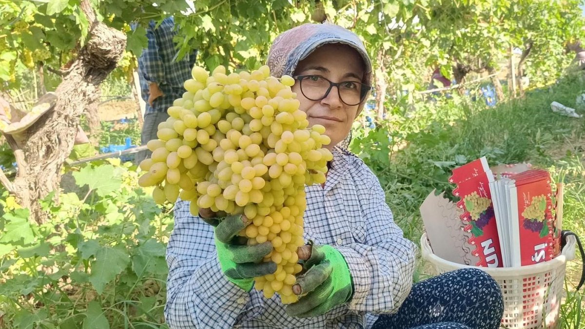 Üzüm üreticisinin yüzü güldü: Fiyatlar 70 lirayı gördü, talep patladı