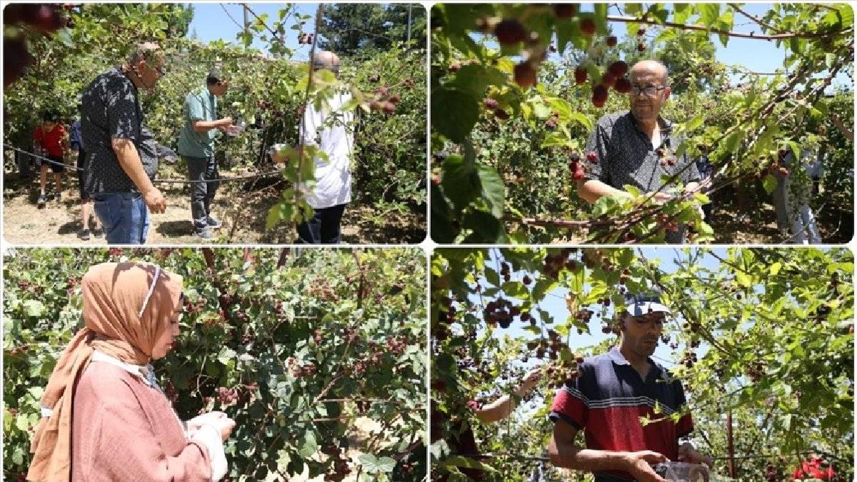 52 kez denendi verimi sonunda alındı! Sözleşmeyle ekiliyor, 4 ayda ürün alınıyor! Herkes bu ürünü ekmek isteyecek