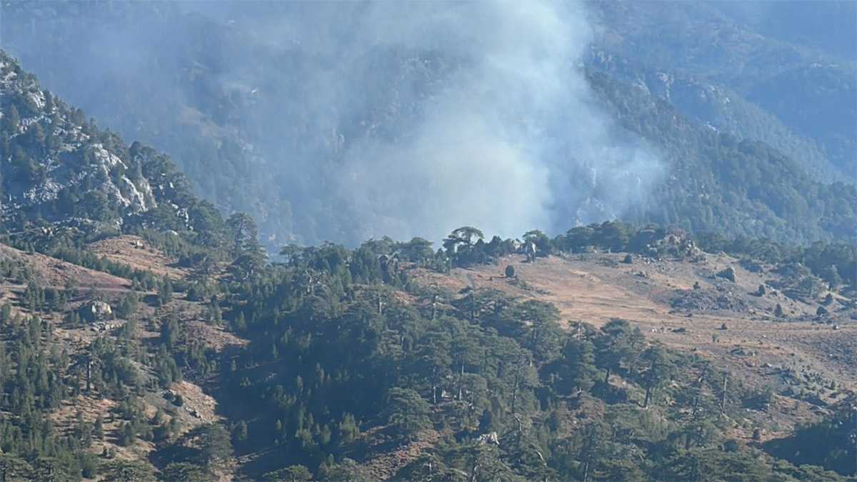 Muğla Köyceğiz'de orman yangını! Müdahale sürüyor
