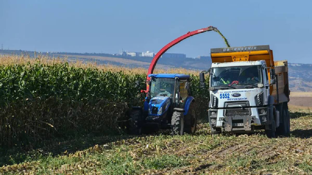 Ankara’nın Ata Çiftliği’nde hasat vakti! ABB üretici desteklerine devam ediyor: Hepsi ücretsiz dağıtılıyor