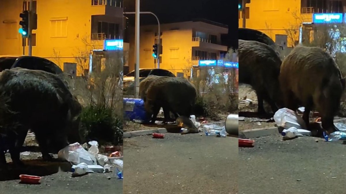 Geceleri sürü halinde şehre iniyorlar! "Fil gibi olmuşlar" diyerek tepki gösterdiler