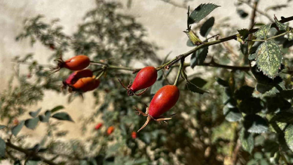 Sofralara zenginlik, hastalığa şifa oluyor! Bayburt’un dağlarından fışkıran bolluk: Bu yıl bolca bulunuyor