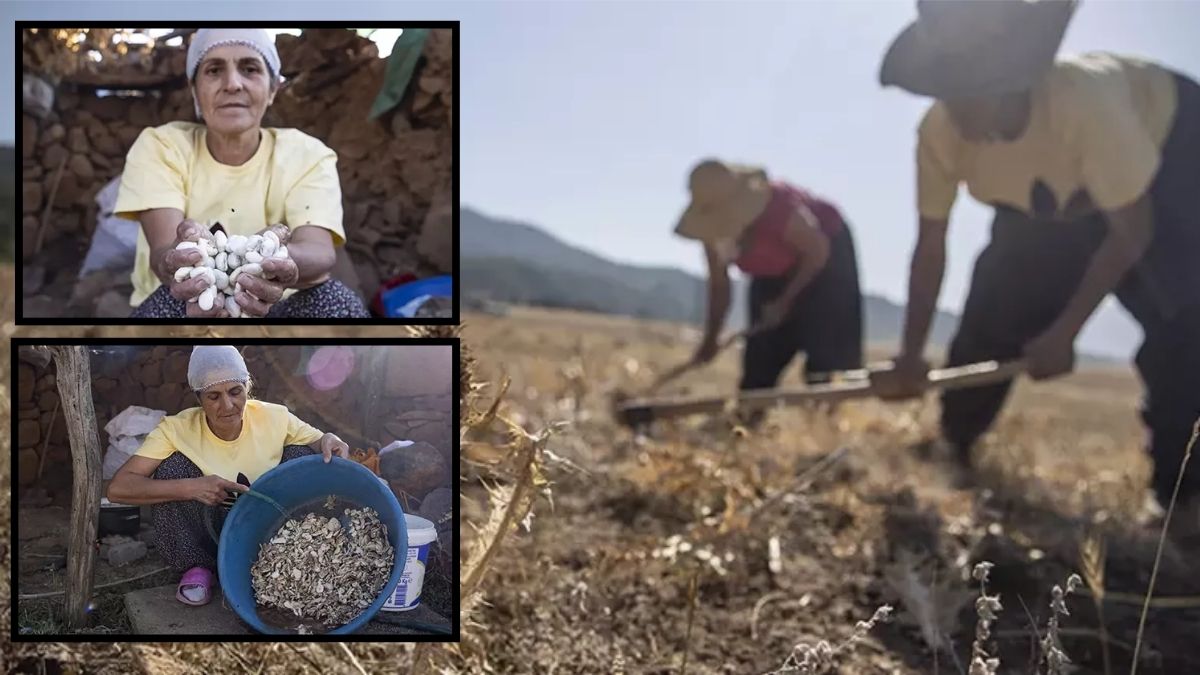Köylülerin el emeğinden gelen kaynak! Hem doğal hem şifalı: 5.000 TL’den alıcıya ulaşıyor
