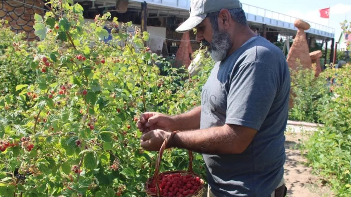-35 dereceye bile dayanıyor, yılın 12 ayı toplanıyor! Türkiye’nin her yerinde yetişir, eken çokça kazanacak