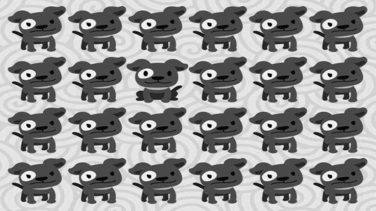 250 kişiden sadece 3'ü başarabiliyor: Resimdeki tek farklı yavru köpeği 8 saniyede görebilir misiniz?