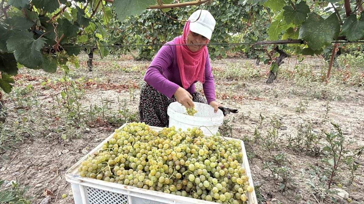Narince üzümünü don vurdu, rekolte yüzde 80 düştü