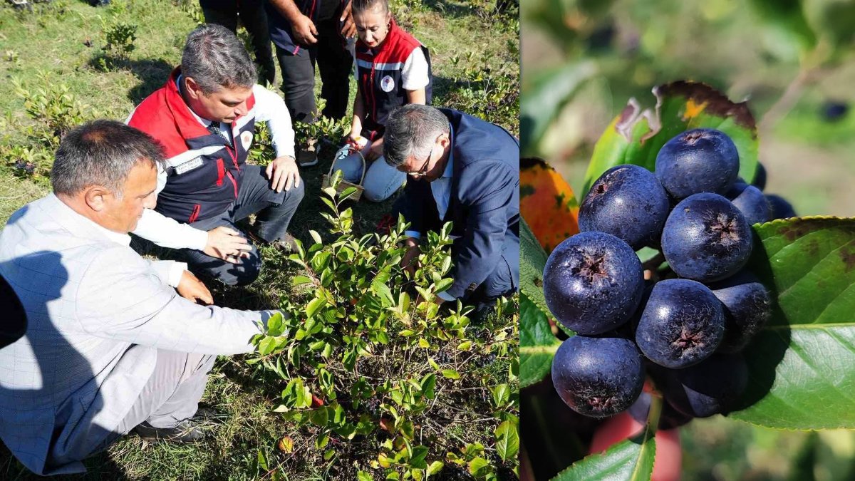 Hem ekonomiye katkı sağlıyor hem de şifa deposu! "Süper meyve" aronyanın hasadı başladı