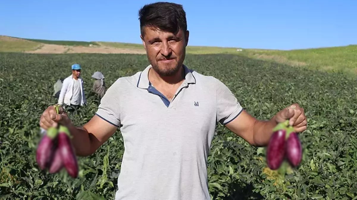 Rekolte düştü fiyatı arttı! Kilosu 25 TL’den satılıyor, kışlık listesinin başına yerleşiyor