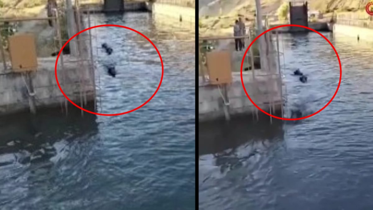 Domuzlar, köpeklerden kaçıp kanala düştüler! Erzincan'da domuz sürüsü kurtarma çabası