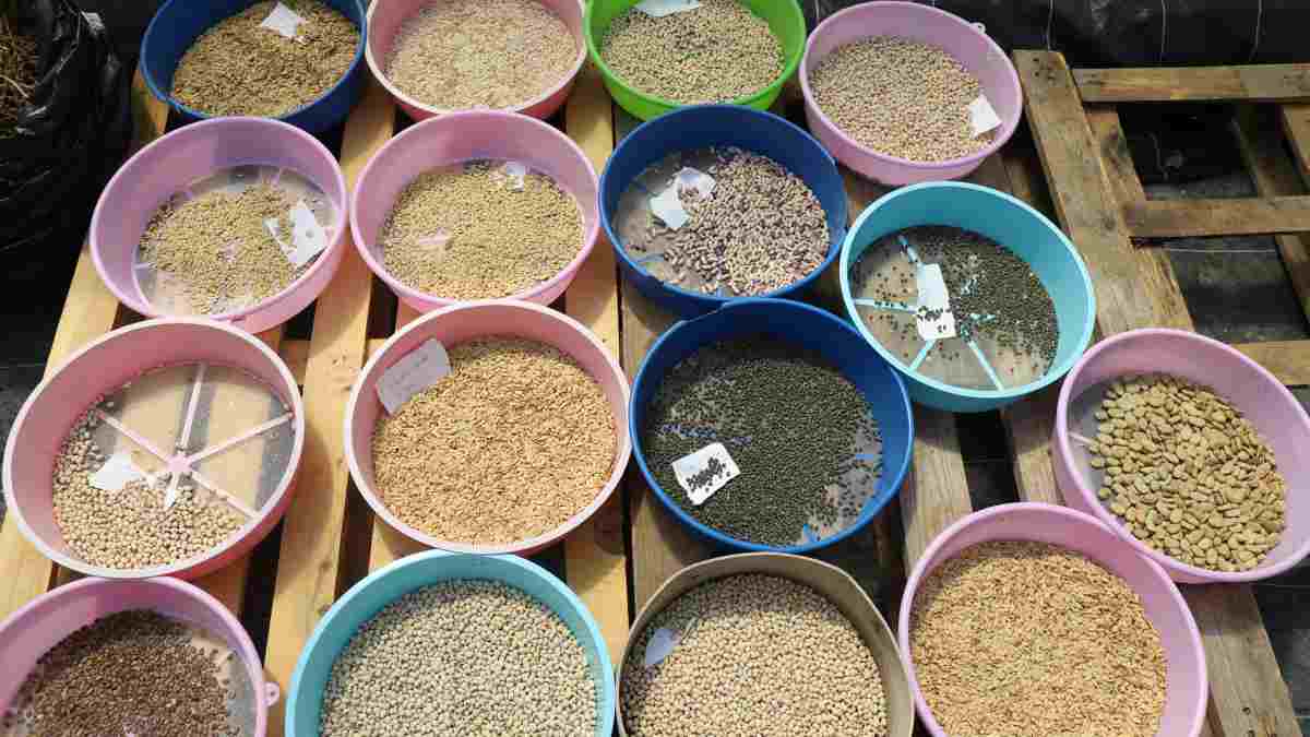 İsrail tohumuna karşın yerli tohum atağı: Türkiye'nin dört bir yanına dağıtılacak