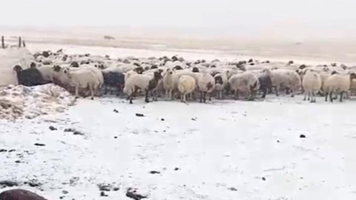 Ağrı'da eylül ortasında kış sürprizi: O köye mevsimin ilk karı düştü, her yer beyaza büründü!
