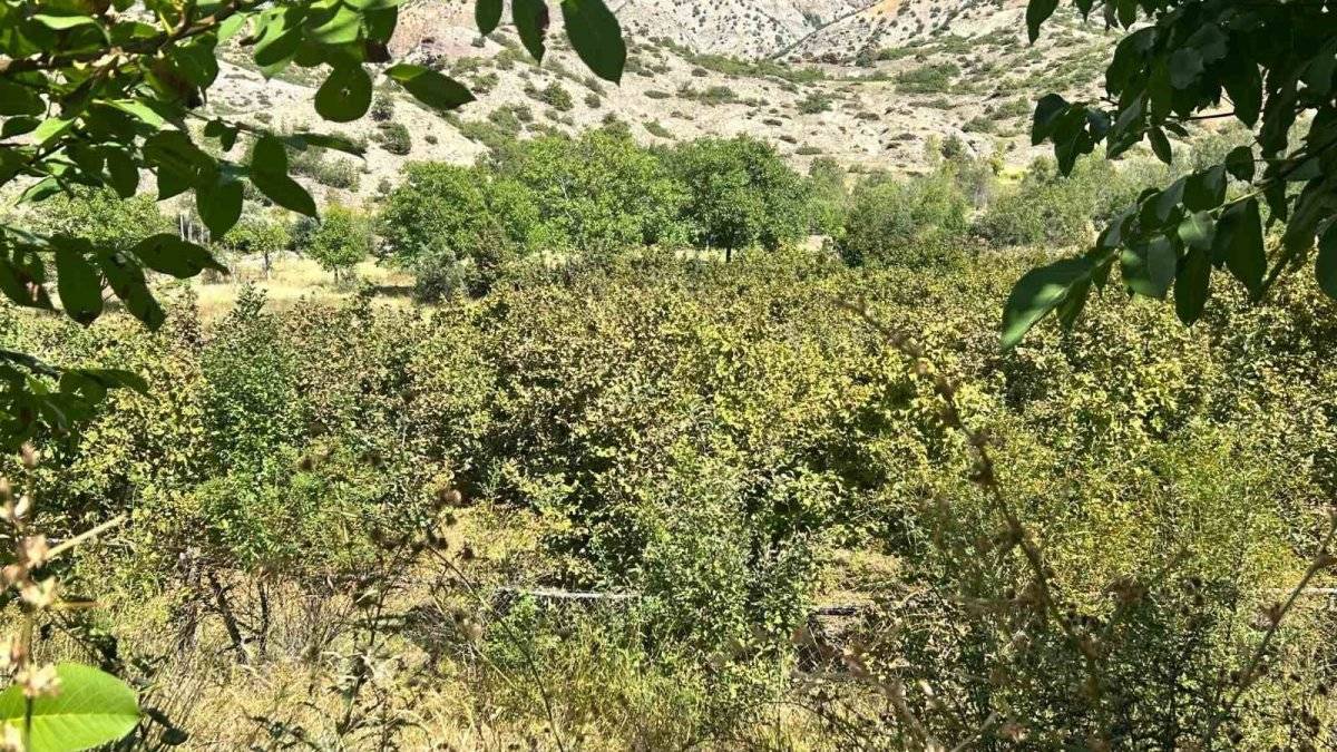Erzincan'da bir başarı hikayesi: Hayvancılık yapan çift, Karadeniz fındığını Kemah'ta yetiştirdi, 1 ton ürün bekliyor!