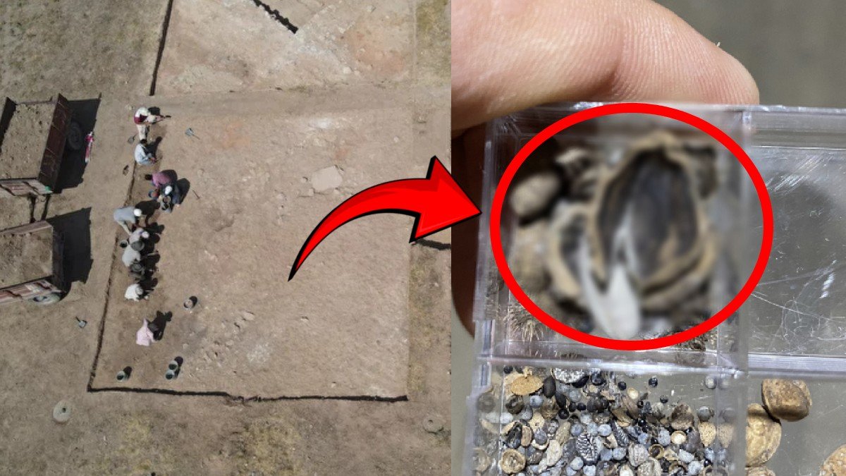 Hititlerin kutsal kentinde tarihi keşif! 3 bin 500 yıllık fındık fosili bulundu