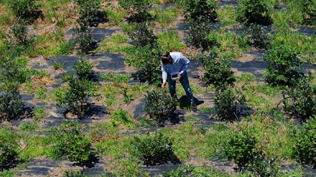 Dedesinden kaldı, kafasını kullandı! Atıl arazi resmen bereket fışkırdı: Kilosu 500 TL’den satılıyor
