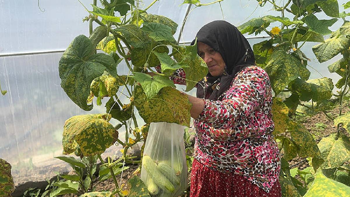 Evinin dibine sera kurdu üretim başladı! Devlet destekledi o üretimi üstlendi: Ev hanımıyken patron oldu