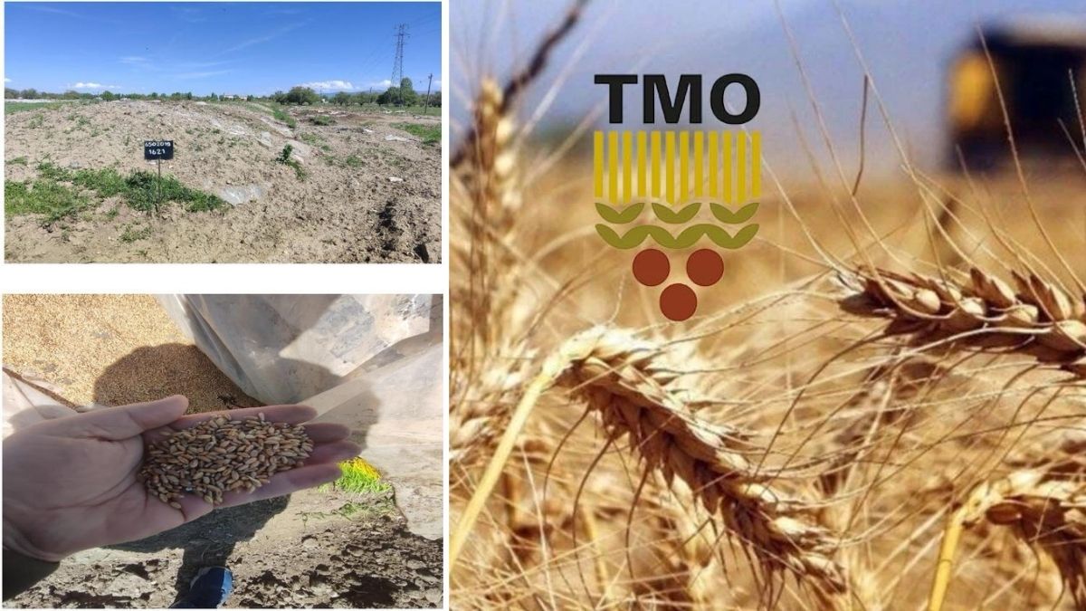 TMO'nun stokladığı buğdaya haciz geldi: "Buğday bile icralık!"