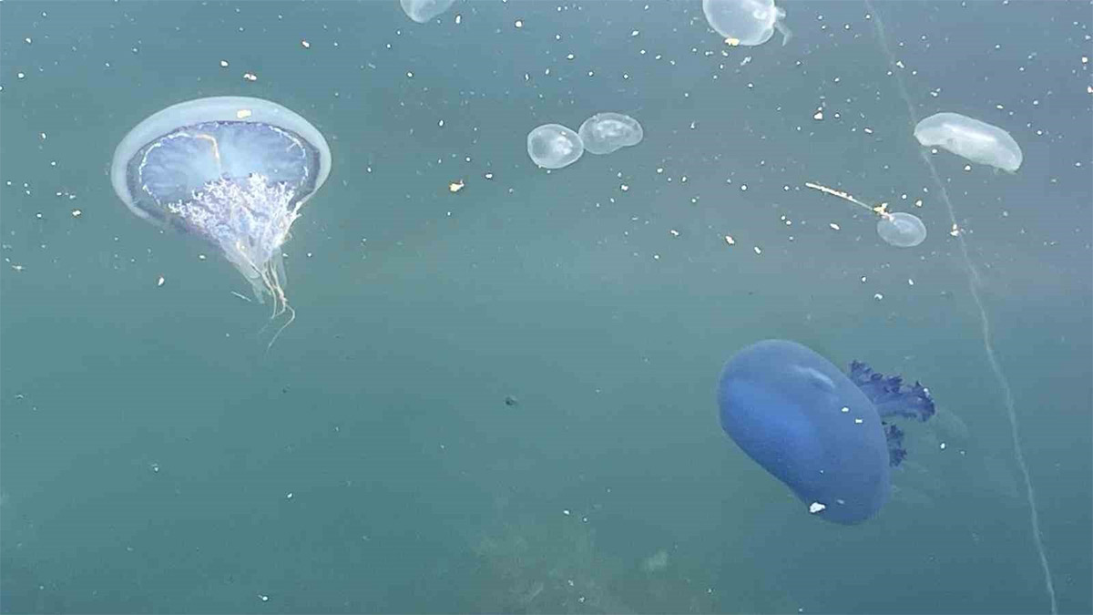 Müsilaj kabusu geri döndü! 'Birkaç hafta içinde tüm Marmara'ya yayılabilir'