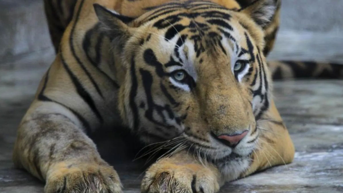 Hayvan sömürüsü yine can aldı: Gösteri yaptırdığı kaplan tarafından öldürüldü