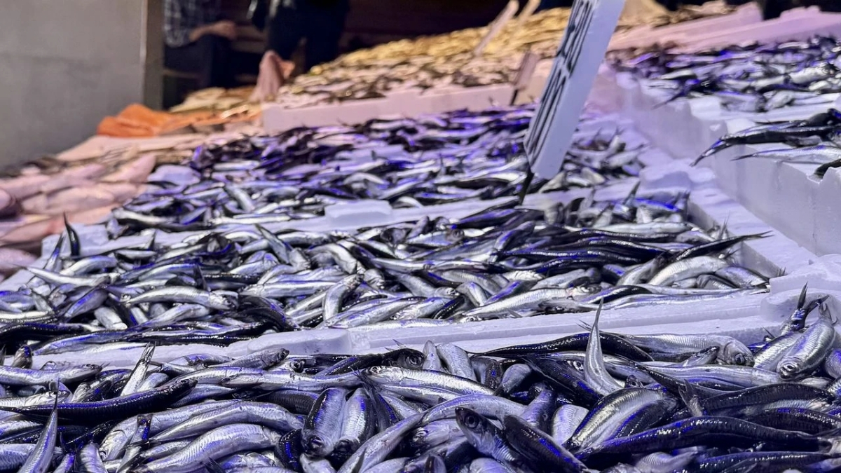 Tezgahlar bereketle doldu taştı! Av yasağı biter bitmez çeşitler tezgaha indi: Hamsi 100, tirsin 150, levrek 400 lira…