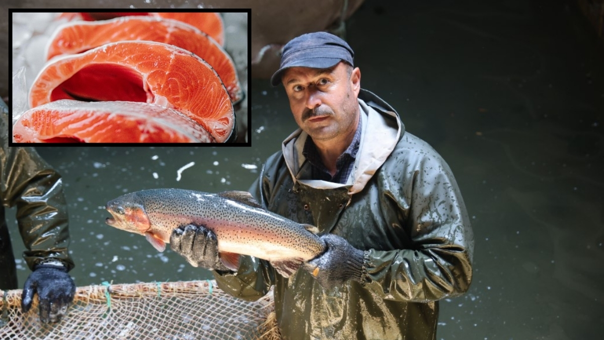 Tatlı suda yetişiyor, tuzlu suya alınıyor! 4 kg ağırlığa kadar ulaşıyor: AB liderliği sonrası hedef 1 milyar dolarlık ihracat
