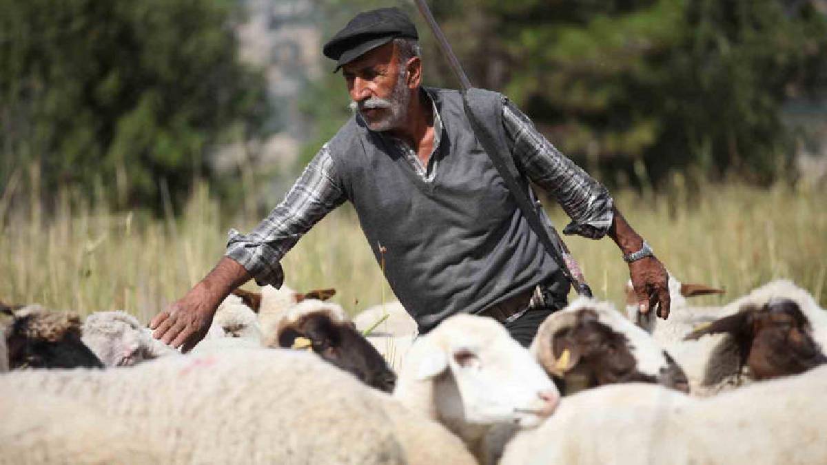 Yarım asırlık meslek aşkı! 50 yıldır dağların efendisi: Azmi hayran bırakıyor!