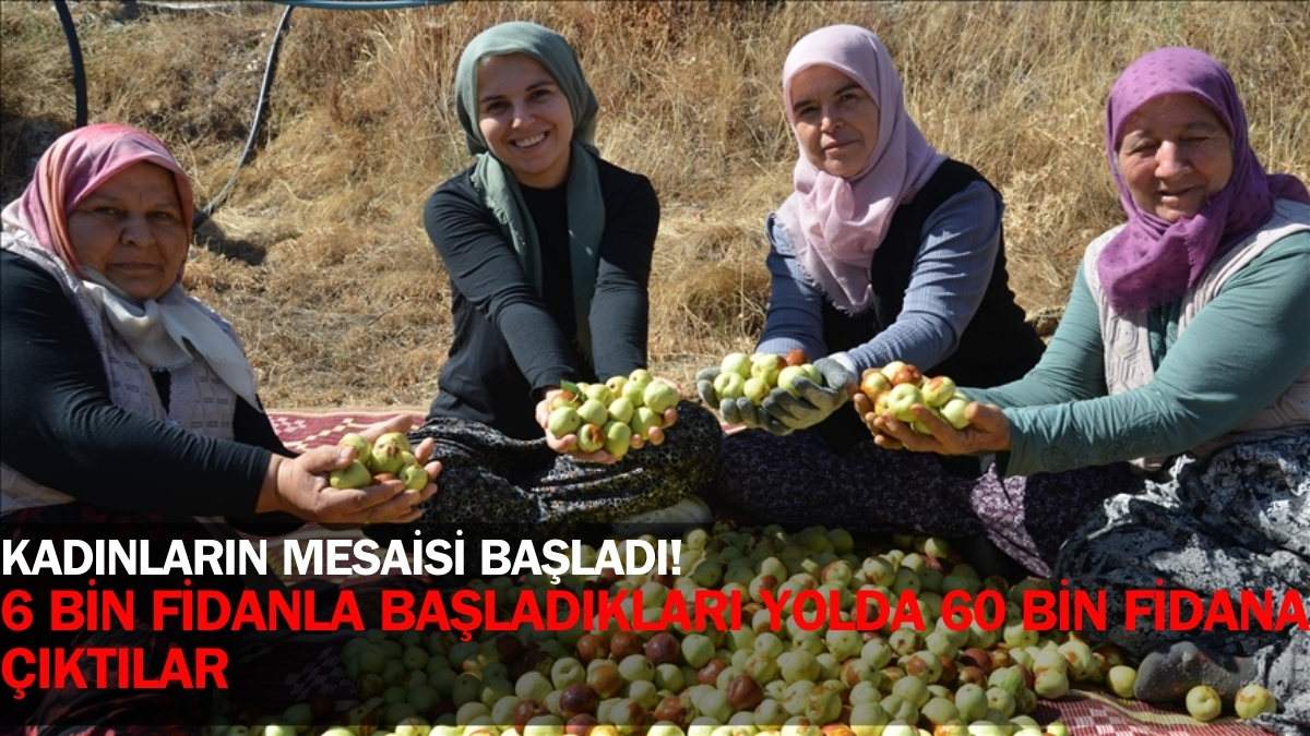 Kasa kasa topluyorlar, Türkiye’nin farklı şehirlerine gönderiyorlar! 6 bin fidanla başladılar, 60 bin fidana çıktılar