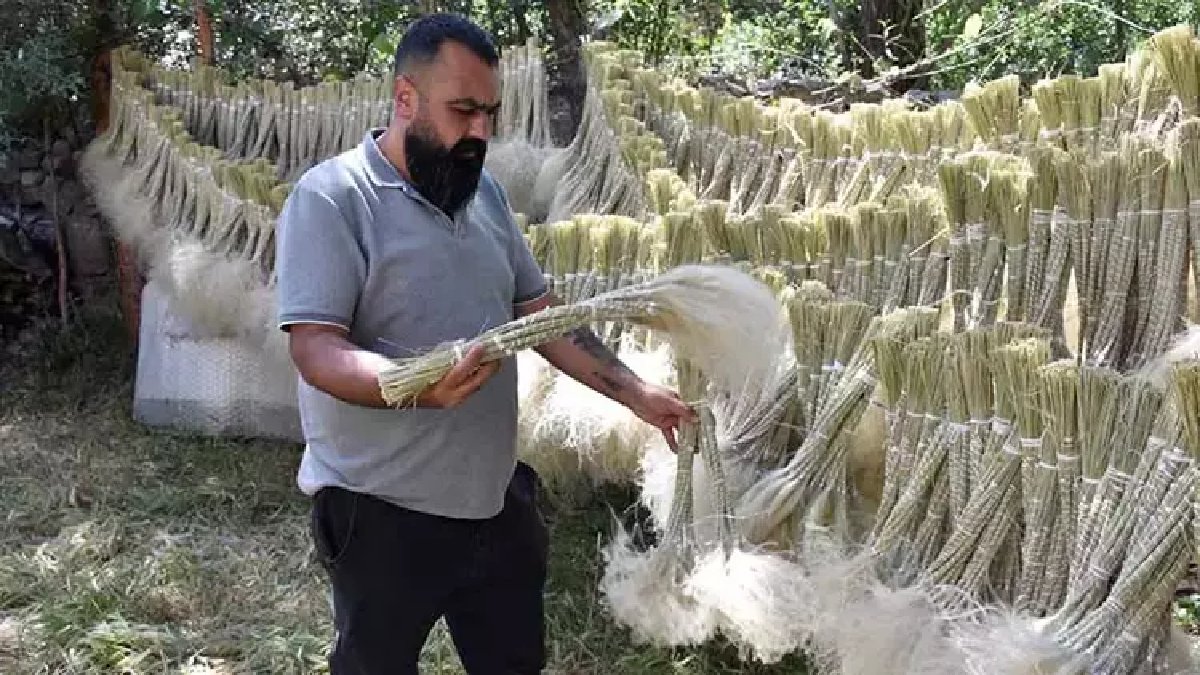 Kendi kendine yetişiyor, dağdan toplanıp şehirde satılıyor! Toplaması zor ama sosyetenin evinden eksik olmuyor