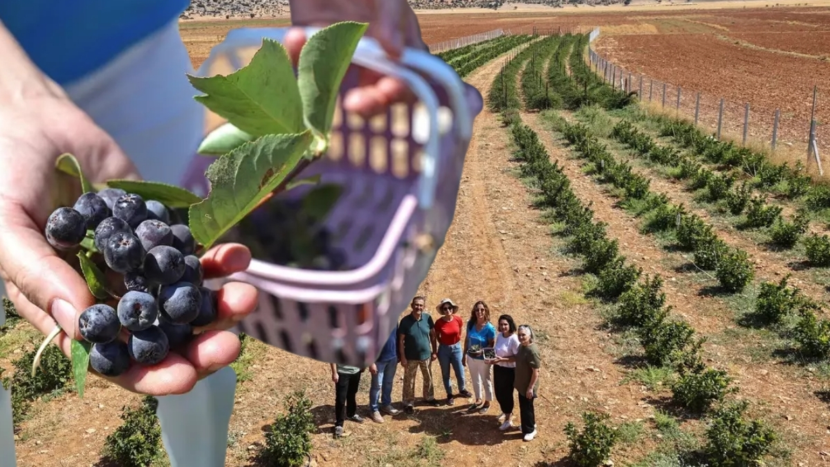 Büyükşehir hibe desteği sağladı, çiftçi hem ekti hem hasat etti! Bu yılki hasat yüzleri güldürdü…