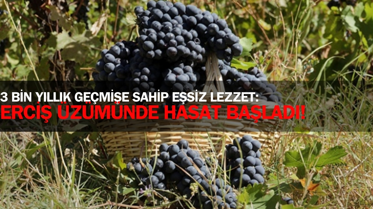 Coğrafi işaretli 3 bin yıllık geçmişe sahip lezzet! Van’ın gözbebeği, Erciş eşsiz üzümünde hasat başladı