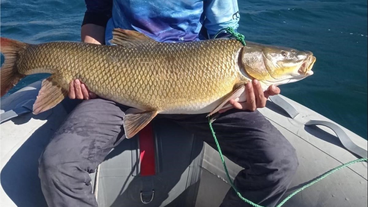 Elazığ'da oltanın ucundaki canavar! Yarım saatlik mücadele sonunda dev turna balığını kıyıya çekti