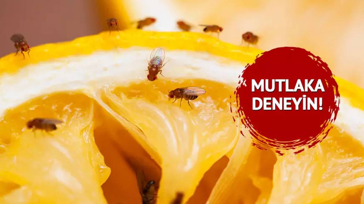 Meyve sineği istilasına son: Kimyasal kullanmadan doğal ve etkili çözüm!