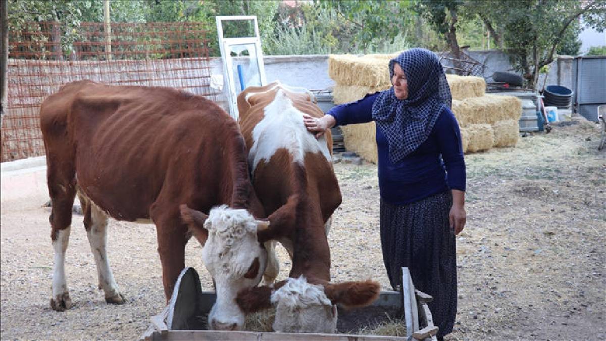Eşi ineklerini satmak zorunda kaldı, o destek alarak başladı! 2 taneyle yola çıktı sayılarını artırdı: Ailesine katkı sağladı
