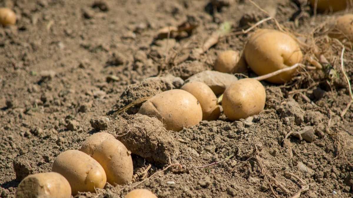 Patates üreticisinin isyanı: "Çalıştıkça batıyoruz, bu sene 1 milyon kredi çekiyoruz, seneye 2 milyon"