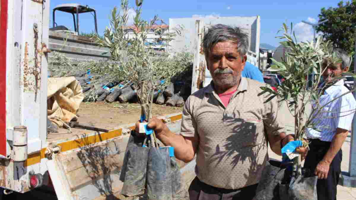 Tarım alanında destekler hız kesmeden sürüyor: 83 kişiye 1660 adet zeytin fidan dağıtıldı
