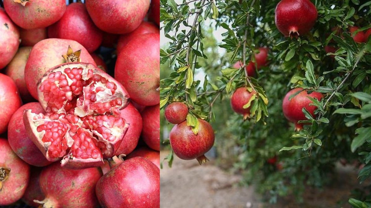 Denizli'de nar hasadı başladı! Üretimin yüzde 80'i ihraç edilecek