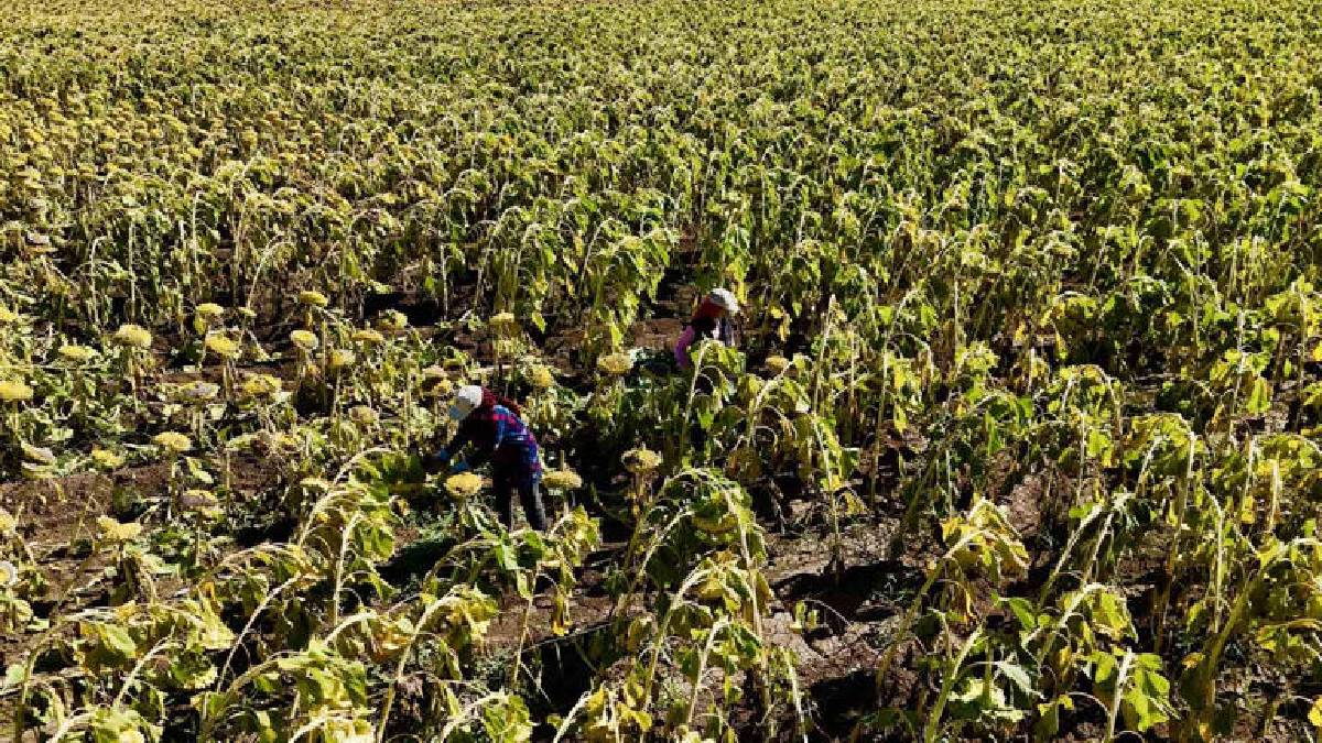 Üretim bölgeye bereket getiriyor! Altın değerinde oldu: Bu yıl 758 Milyon TL gelir bekleniyor!