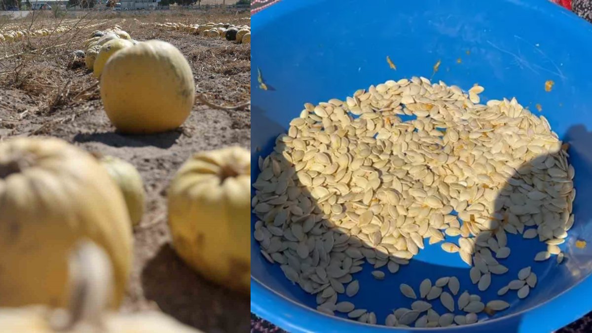 Coğrafi işaretli üründe hasat zamanı! Türkiye'nin üretim lideri Nevşehir'de kabak çekirdeği hasadı başladı