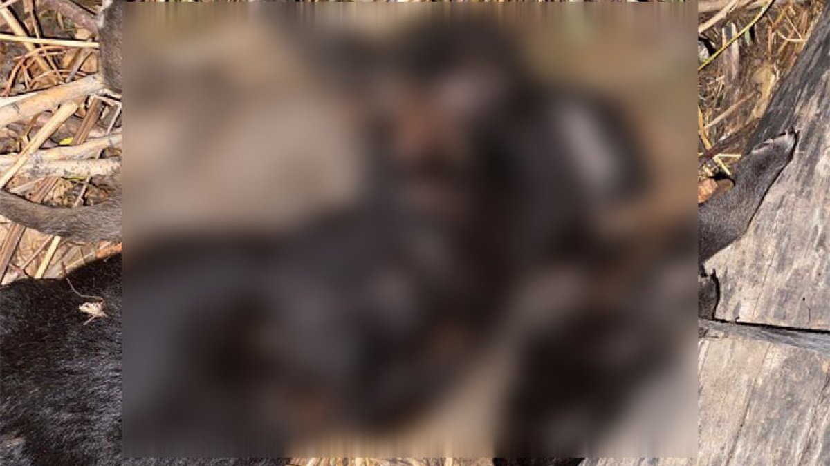 Tokat Zile'de vahşet: 3 yavru köpek boğulmuş halde bulundu