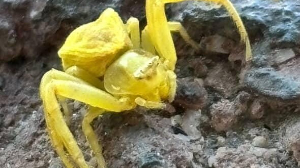 Elazığ'da şaşırtan keşif: Bukalemun gibi renk değiştiren "sarı yengeç örümceği" görüntülendi!