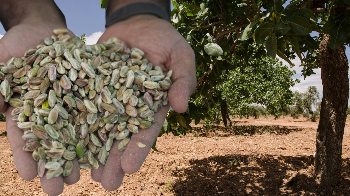 Ticaret Bakanlığı harekete geçti! Geçici ithalat izni verildi: Antep fıstığından hem fiyatlar hem satışlar düştü
