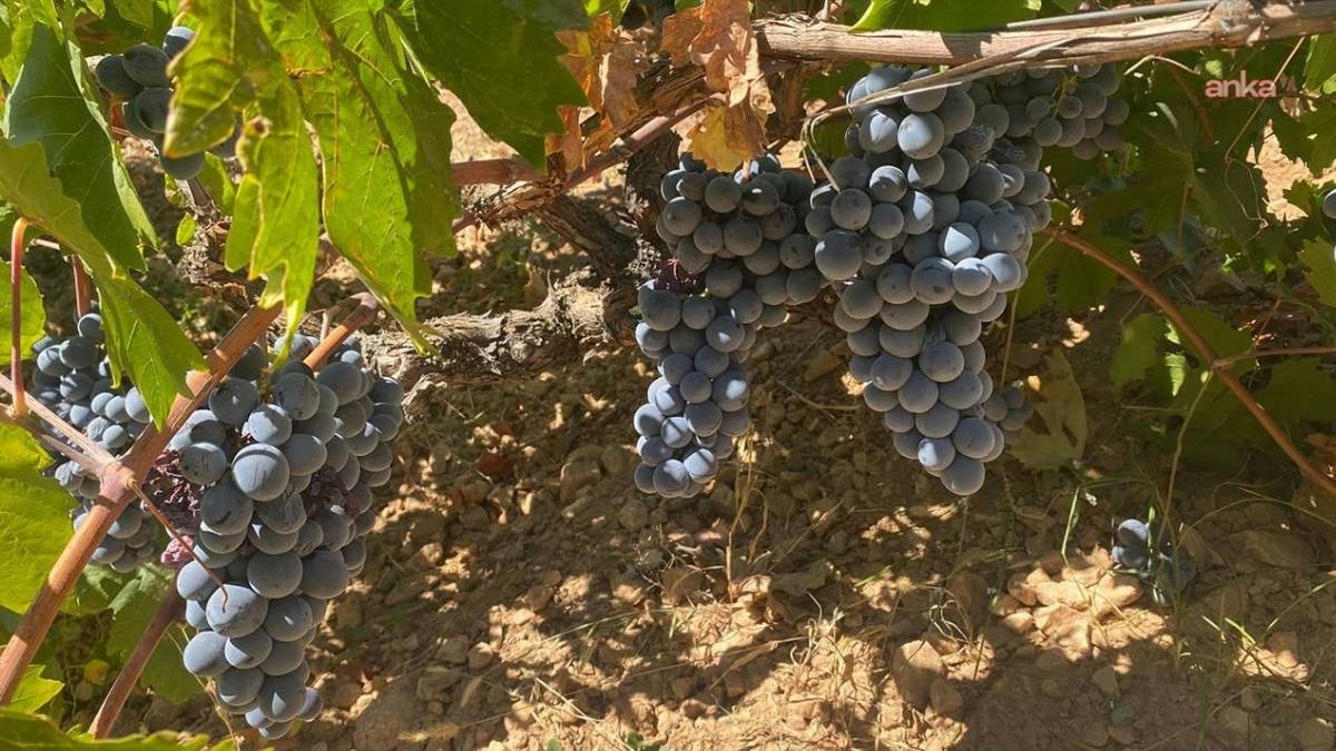 Rekolte düştü fiyatlar uçuşa geçti! Don vurunca Arapgir’in meşhur Köhne üzümde kayıp yaşandı