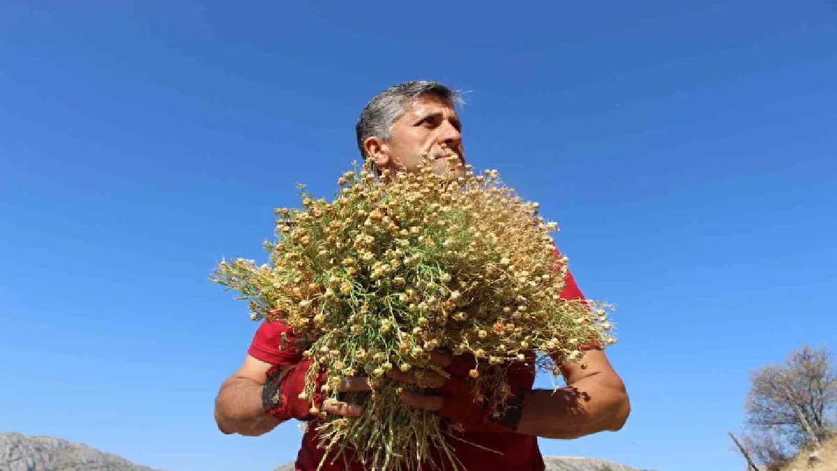 Yamaçlardan tek tek topluyor! Kokusu tüm kötülükleri savıyor: Buketi 100 TL’den satılıyor