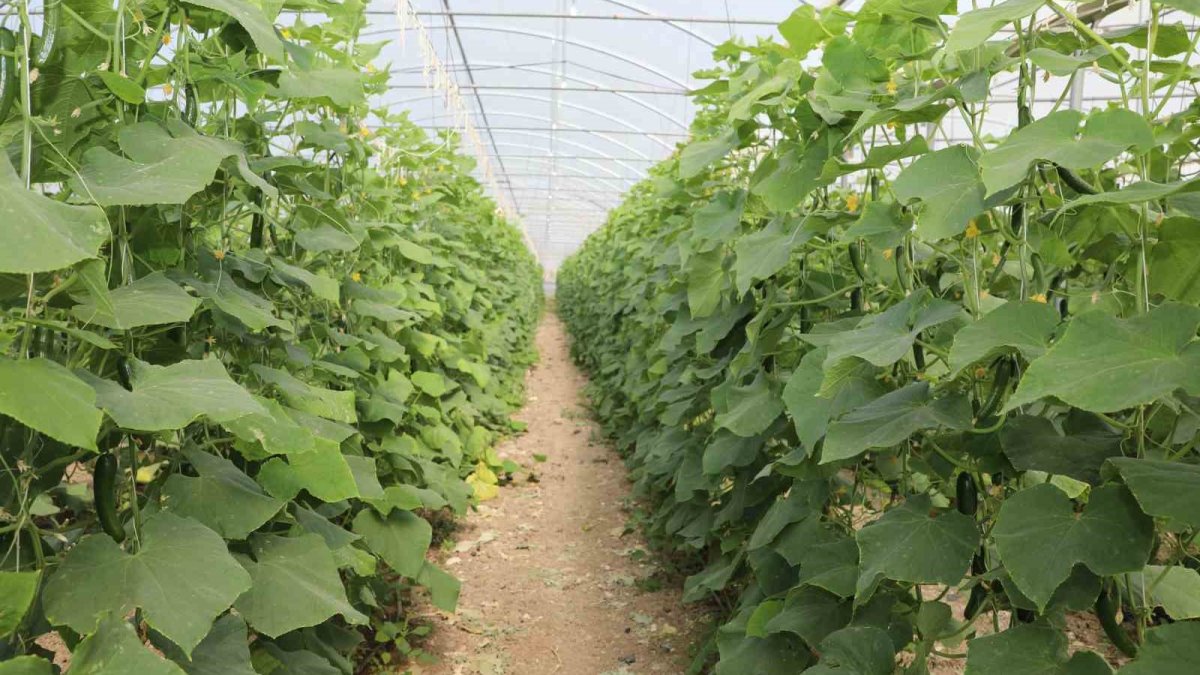 Elazığ'da seralar şenlendi: Binlerce tonluk salatalık hasadı başladı