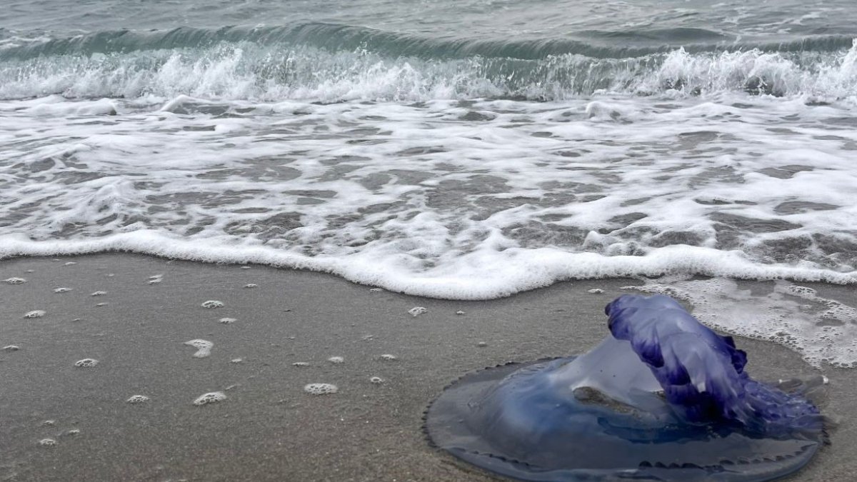 Marmara'da endişelendiren görüntü! Binlerce denizanası bir gecede ölüp kıyıya vurdu!